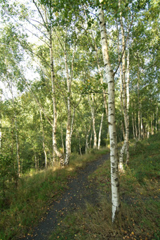 Sentier sur le terril de Belle-Vue.