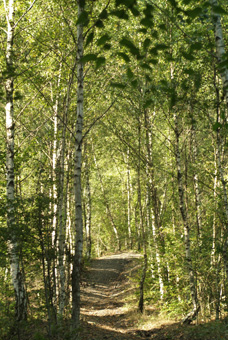 Sentier sur le terril de Belle-Vue.